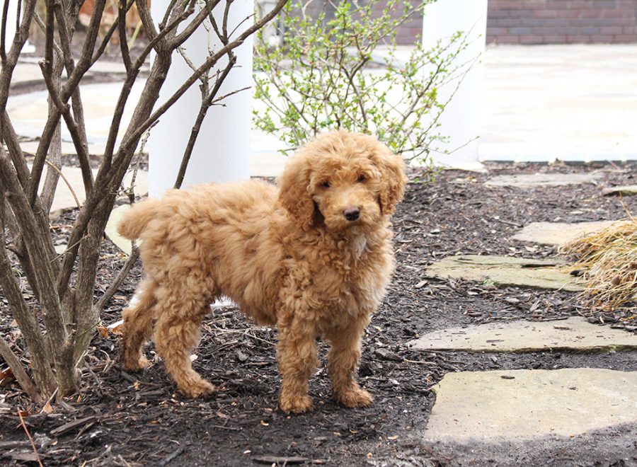President Murrays new puppy Winston plays in the backyard of Collins House on March 29.