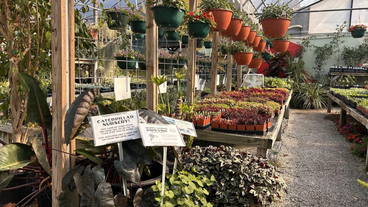 Vinland Valley Nursery greenhouses host growing plants, hanging plants, and even caterpillar nurseries. 